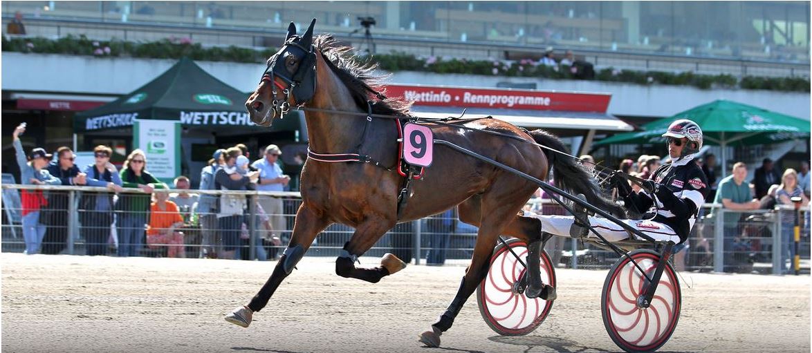 Sir Robert Sieger im Schwarzen Steward 2023