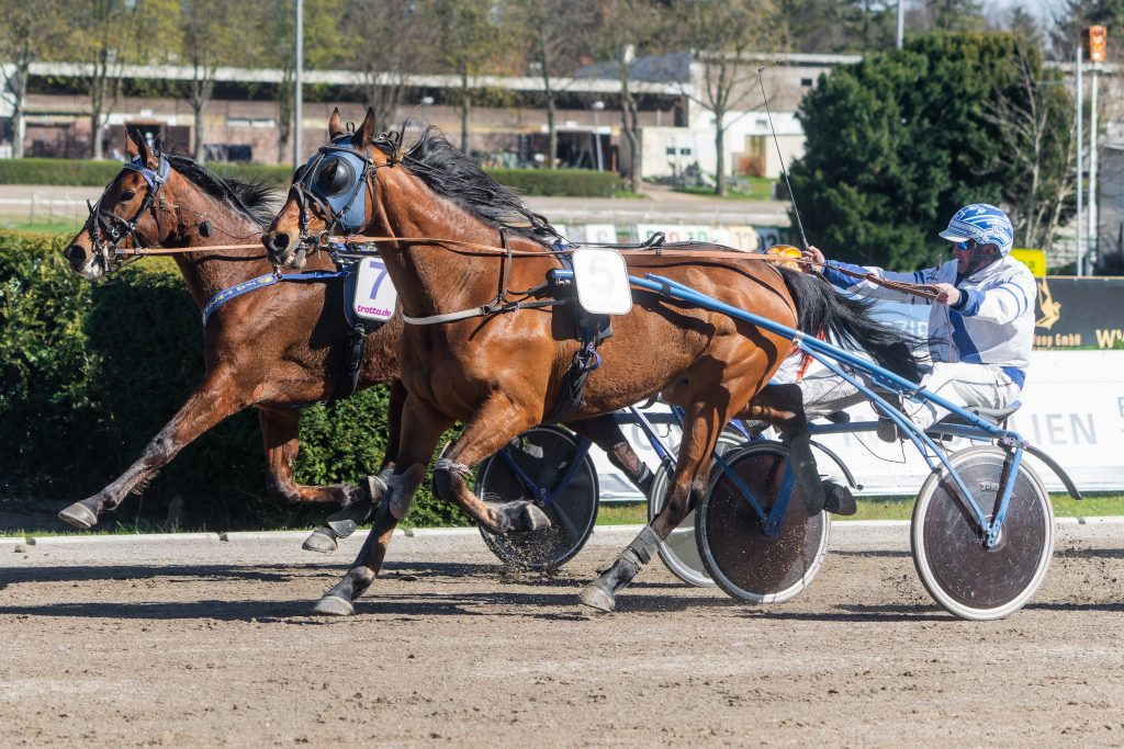 Mister Joni H mit Michael Hamann gewinnt den Frühjahrs-Pokal des VDT.